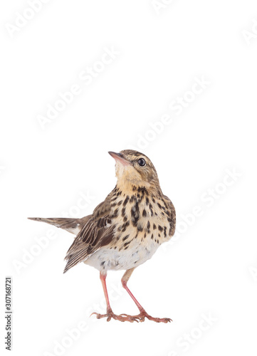 Tree Pipit (Anthus trivialis) isolated on a white background