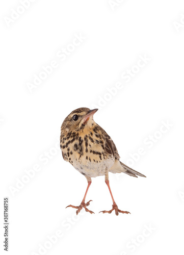 Tree Pipit (Anthus trivialis) isolated on a white background