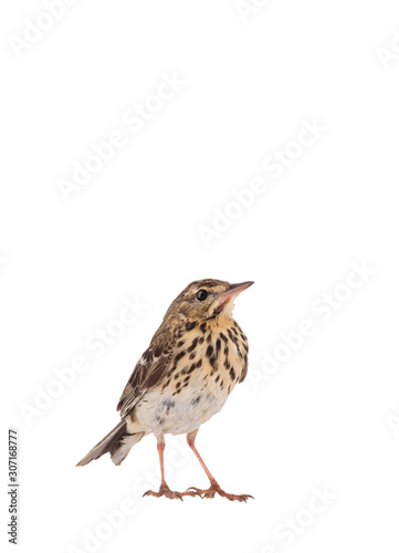 Tree Pipit (Anthus trivialis) isolated on a white background © fotomaster