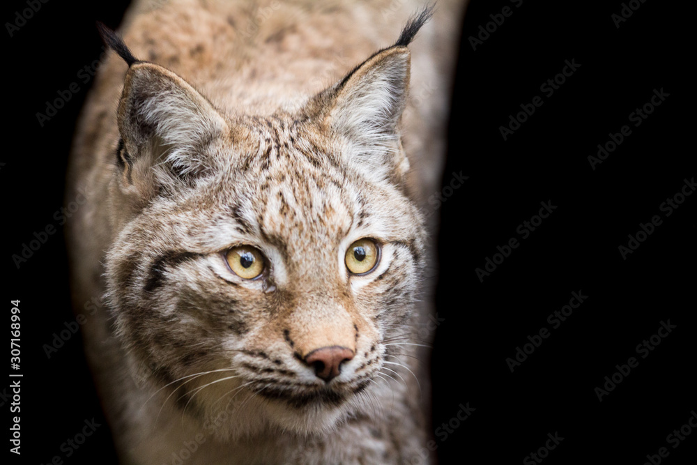 Naklejka premium Lynx with a black background
