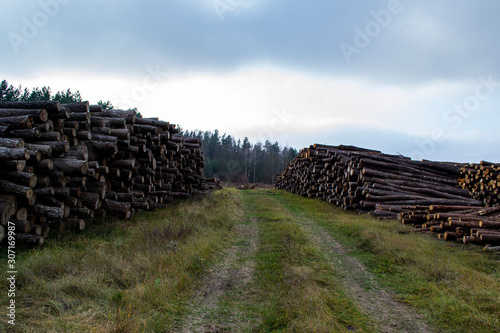 large piles of logs along the forest © Сергей Семенов