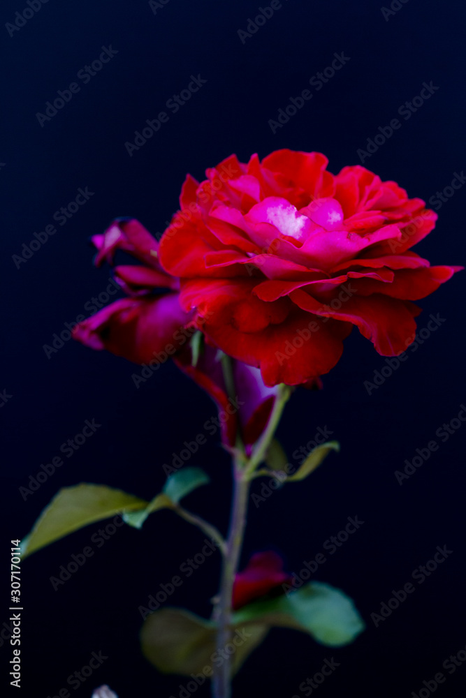 色気のあるバラのイメージ 2 セクシーな印象の薔薇の花 アダルトな印象のばら Stock Photo Adobe Stock