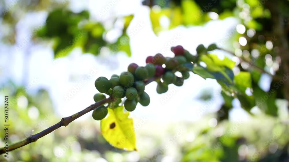 Organic Arabica coffee tree. coffee cherry beans. Organic Arabica coffee tree. coffee cherry beans.