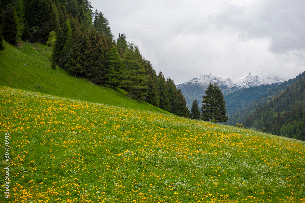 Landscape with wildflowers blooming in the Alps