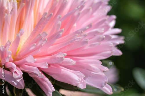 Aster flower large pink petals.