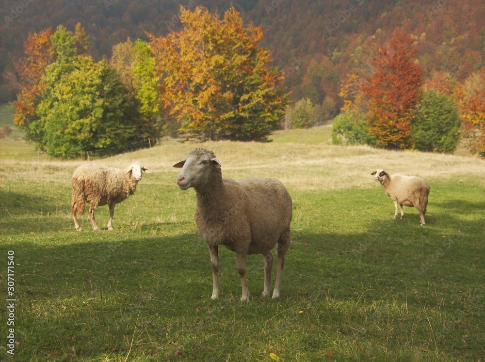 Obraz premium forest