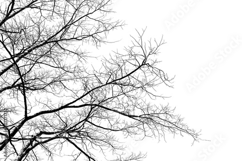 Black and white tree branch silhouette on a white background