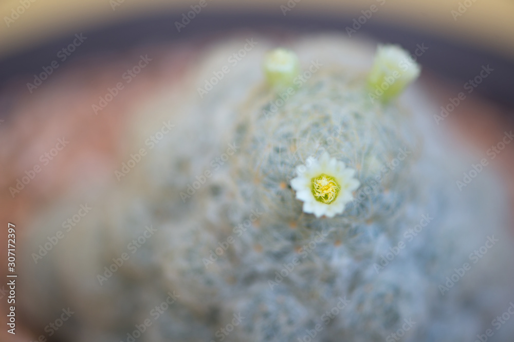 Flower of Mammillaria plumosa cactus in pot