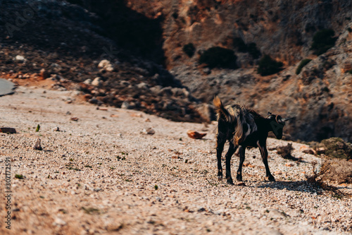 Goat in the desert photo