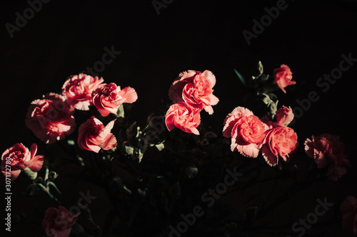Pink carnation flowers on dark black background. Chiaroscuro.  photo