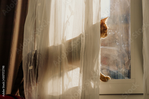 Orange cat standing at the window with white sheer curtains photo