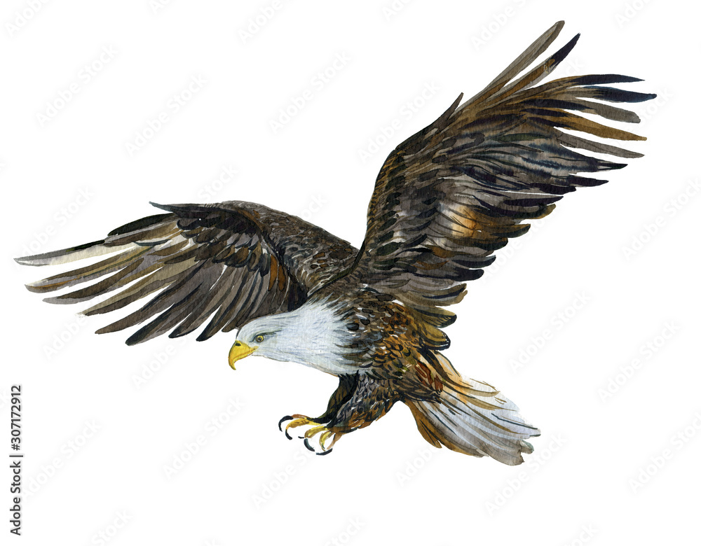 Obraz premium Eagle in flight, watercolor Illustration on white background