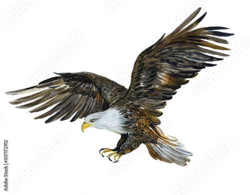Eagle in flight, watercolor Illustration on white background