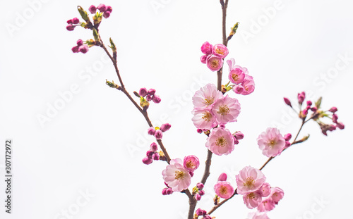 pink blooming flowers on the cherry tree