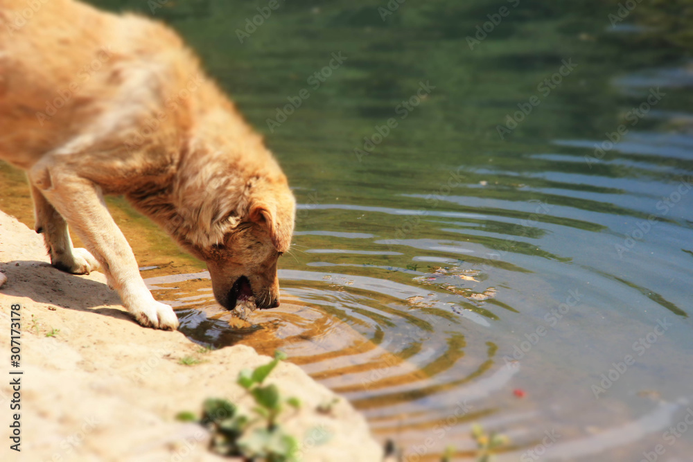 A large ginger dog drinks water from a clean lake. Funny pets. A large ginger dog drinks water from a clean lake. Funny pets.