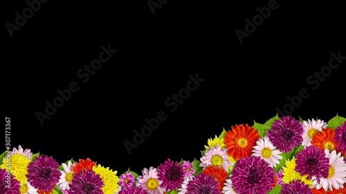 flowers on black background