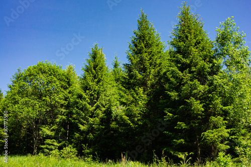 Evergreens and deciduous trees in virgin forest against blue sky. Beautiful summer landscape. Rest and enjoyment. Relaxation and meditation. Beauty of Russian nature in suburbs.