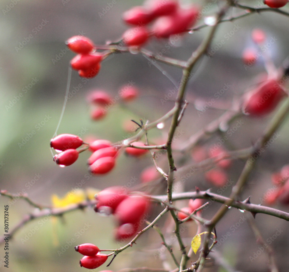 closeup of poetic nature with dewy red berries, hawthorn fruits