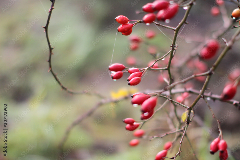 banner for poetic nature with dewy red berries, hawthorn food