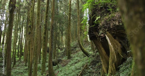 Ancient forest with giant tree trunks at Alishan National Scenic Area in Taiwan, ROC.  photo