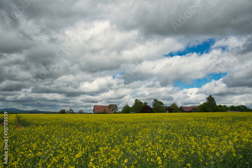 Felder mit Raps im Sommer stark bew  lkter Himmel