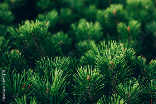 Εκτύπωση καμβά Coniferous branch and a nice place for text
