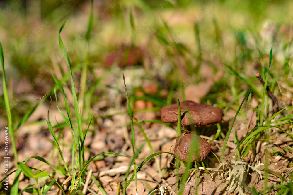 Mushrooms at autumn time in the field, wild nature Mushrooms at autumn time in the field, wild nature