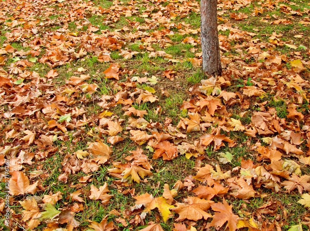 forest forest