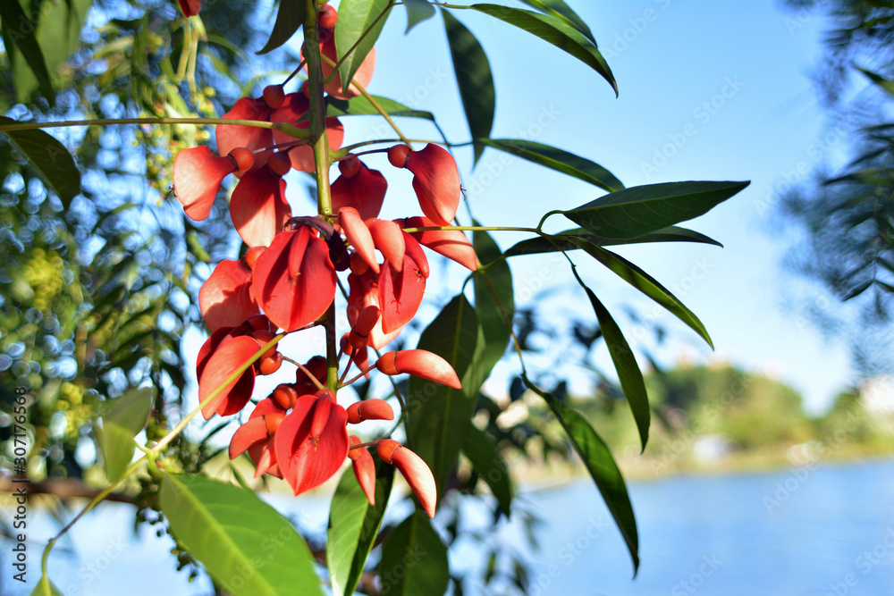 flor nacional de argentina el ceibo Stock Photo | Adobe Stock