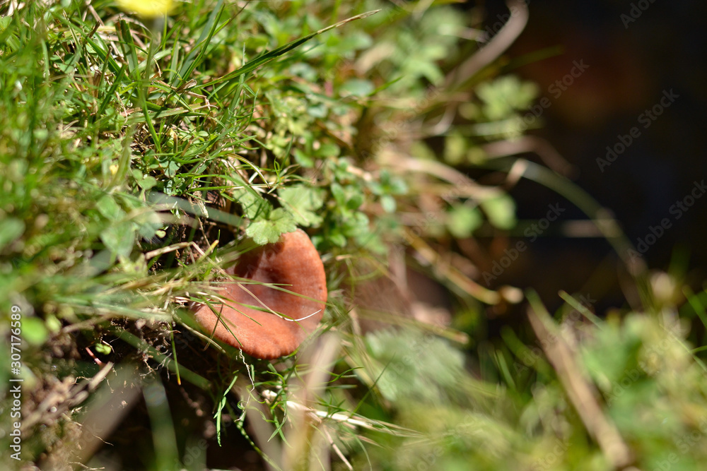 Mushrooms at autumn time in the field, wild nature Mushrooms at autumn time in the field, wild nature