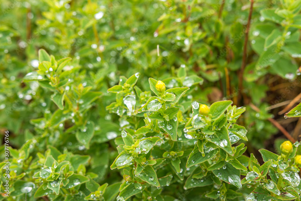 Vegetation in National park Rila. Perforate St John's-wort, common Saint John's wort and St John's wort (Hypericum perforatum) herb with dew drops in early morning. Close up view. Selective focus. Vegetation in National park Rila. Perforate St John's-wort, common Saint John's wort and St John's wort (Hypericum perforatum) herb with dew drops in early morning. Close up view. Selective focus.