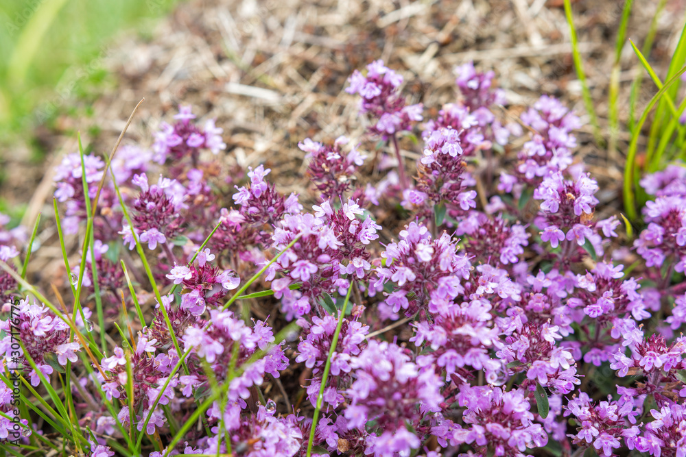Tender breckland wild thyme, creeping thyme or elfin thyme (Thymus serpyllum). .Aromatic, perennial, evergreen herb with culinary, medicinal and ornamental use Selective focus. Closeup Tender breckland wild thyme, creeping thyme or elfin thyme (Thymus serpyllum). .Aromatic, perennial, evergreen herb with culinary, medicinal and ornamental use Selective focus. Closeup