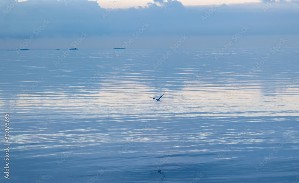 bird flying above morning sea 