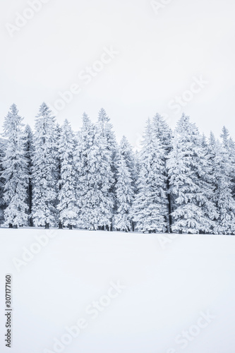Verschneite Tannenbäume im Winter © by-studio