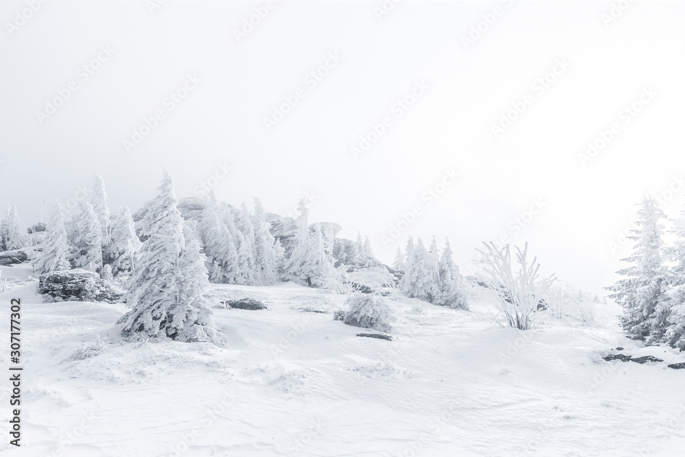 Verschneite Tannenbäume im Winter Verschneite Tannenbäume im Winter