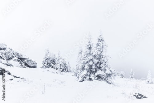 Verschneite Tannenbäume im Winter