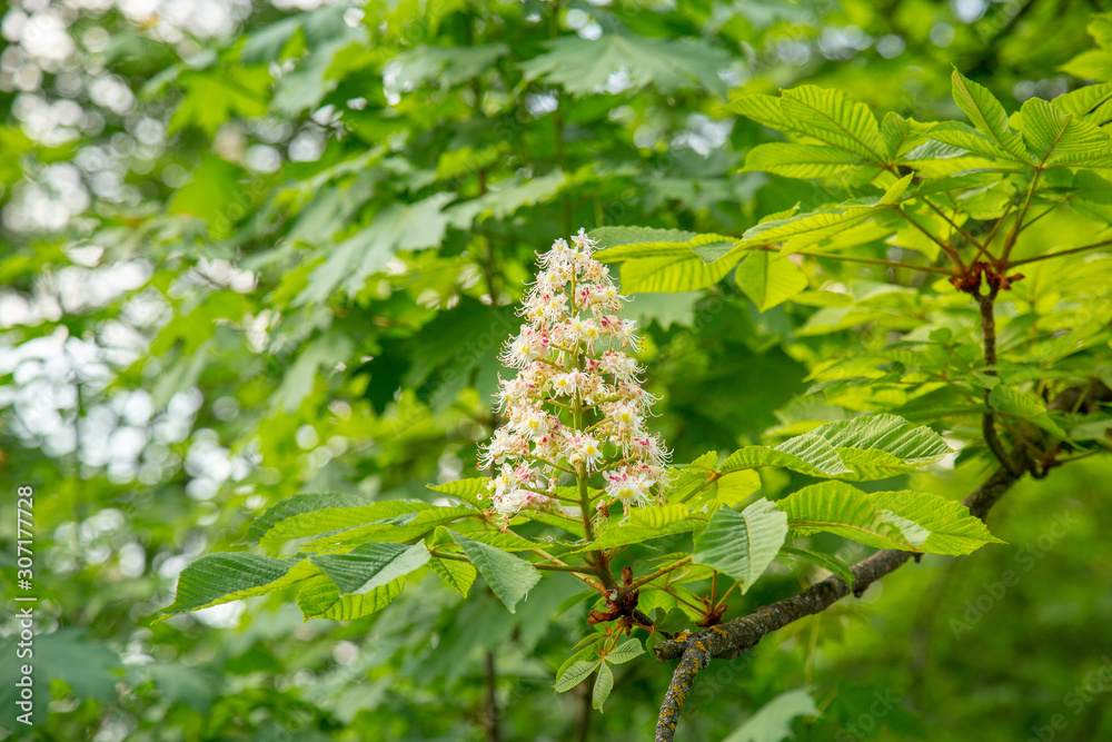 Horse chestnut flower on a spring foliage tree branch Horse chestnut flower on a spring foliage tree branch