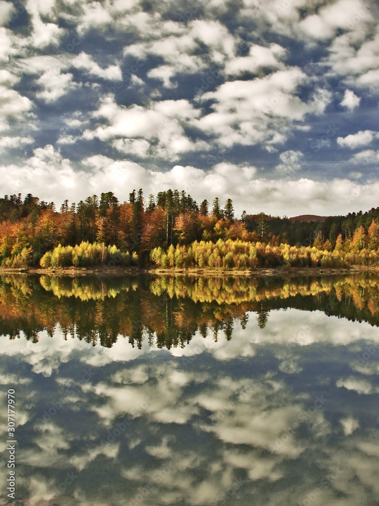 Fototapeta premium forest