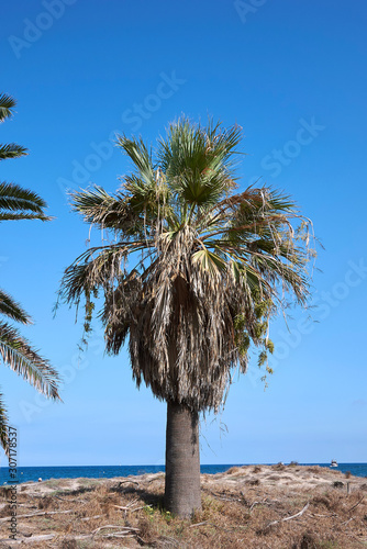 Washingtonia filifera photo