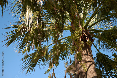 Washingtonia filifera photo