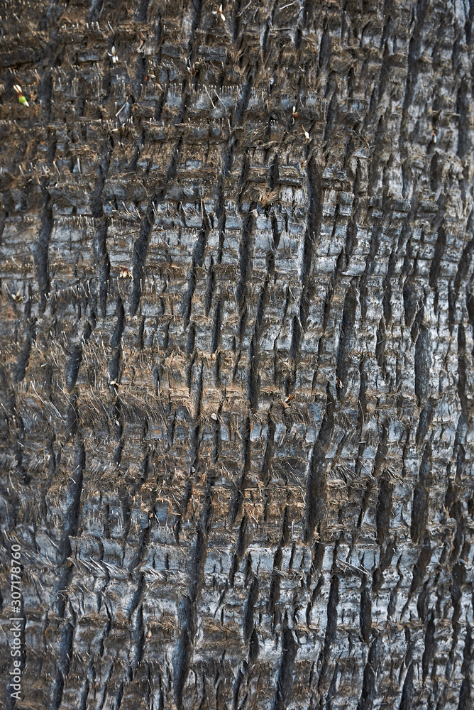 Obraz premium Washingtonia filifera