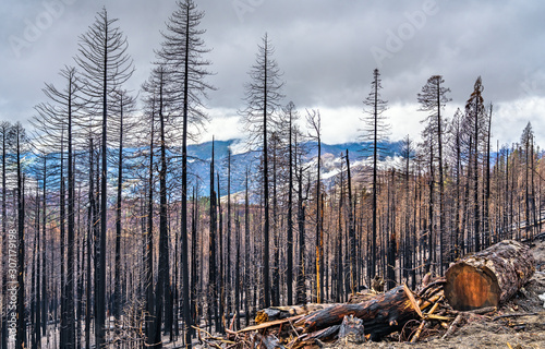 Fotografie Burned down forest in Yosemite National Park, California