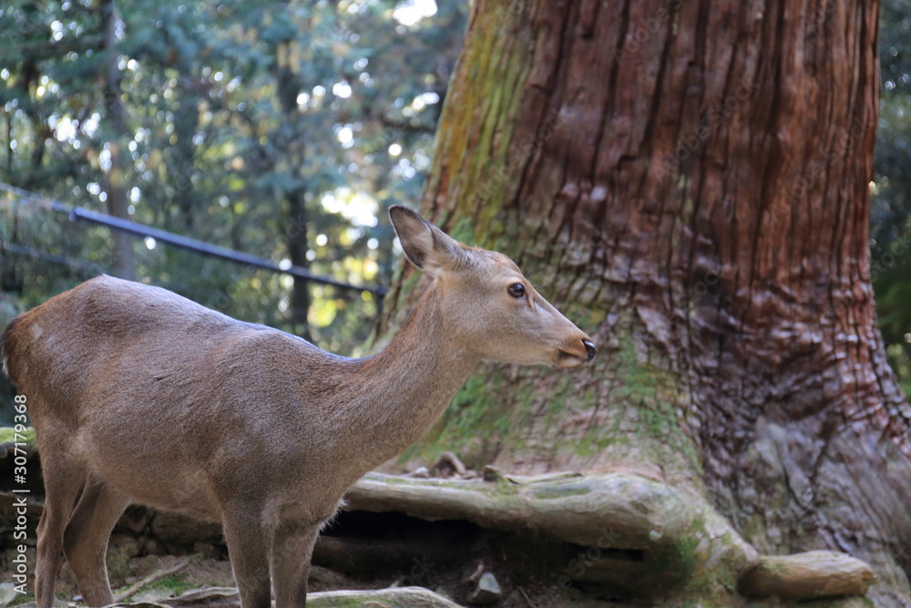 Nara Park in Nara Prefecture, Japan and the scenery of deer living in the park