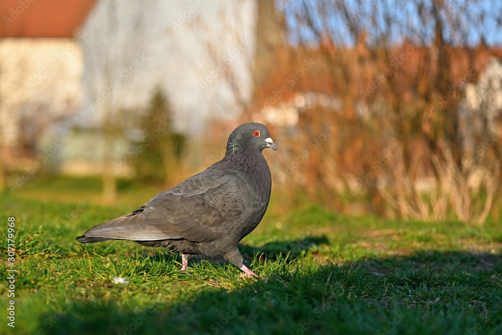 Pigeon. Beautiful shot of bird in nature at sunset. Pigeon. Beautiful shot of bird in nature at sunset.