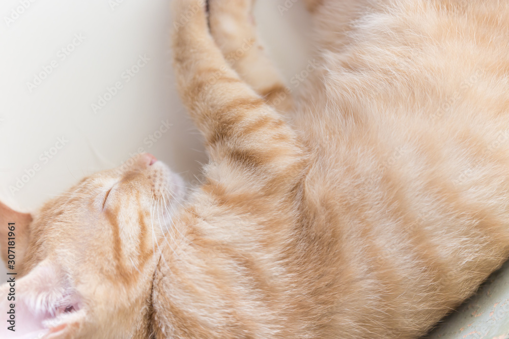 眠る子猫 眠る子猫