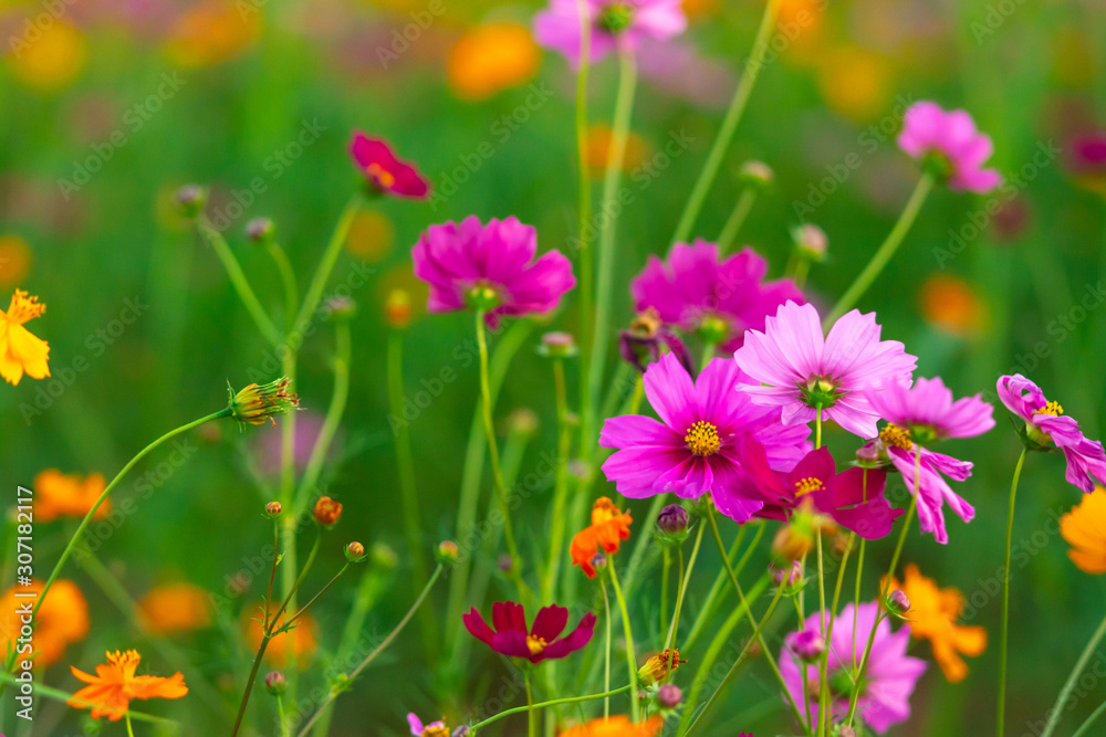 Beautiful pink cosmos flowers blooming in the garden on nature background