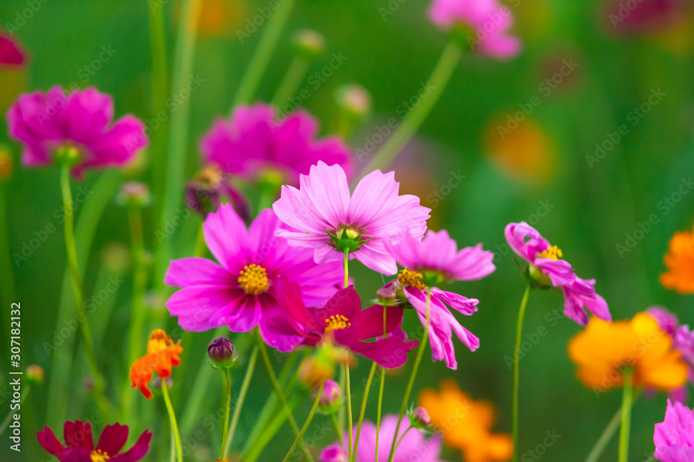 Beautiful pink cosmos flowers blooming in the garden on nature background