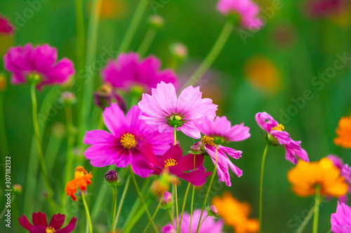 Beautiful pink cosmos flowers blooming in the garden on nature background