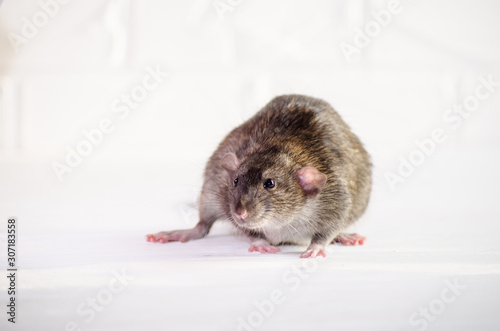 Gray little rat dumbo sits and afraid on a white floor with a brick wall, sniffs the air, symbol of new year 2020