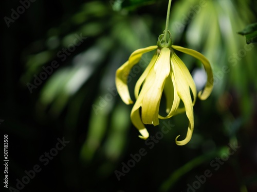 Cananga odorata (Lamk.) Hook.f. et Th. Ylang-ylang.